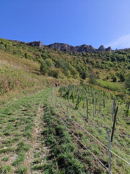 4 photos numériques couleur de différents formats, avec un chemin herbeux qui longe des vignes en direction d'une série de rochers. Le ciel est bleu.