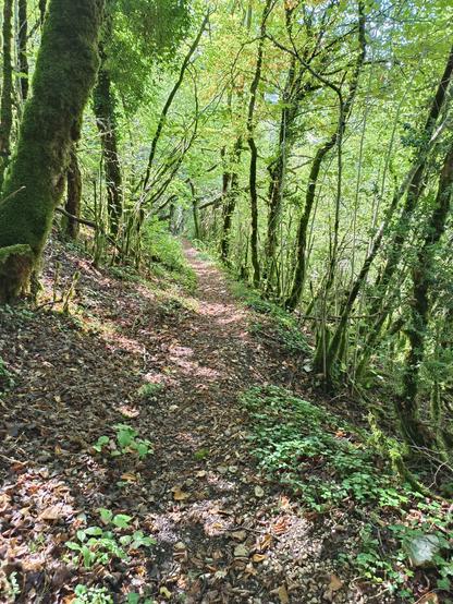 Un chemin dans les sous-bois recouvert de feuilles mortes et d'arbres aux troncs moussus, le tout éclairé par le soleil filtrant à travers les bois.
