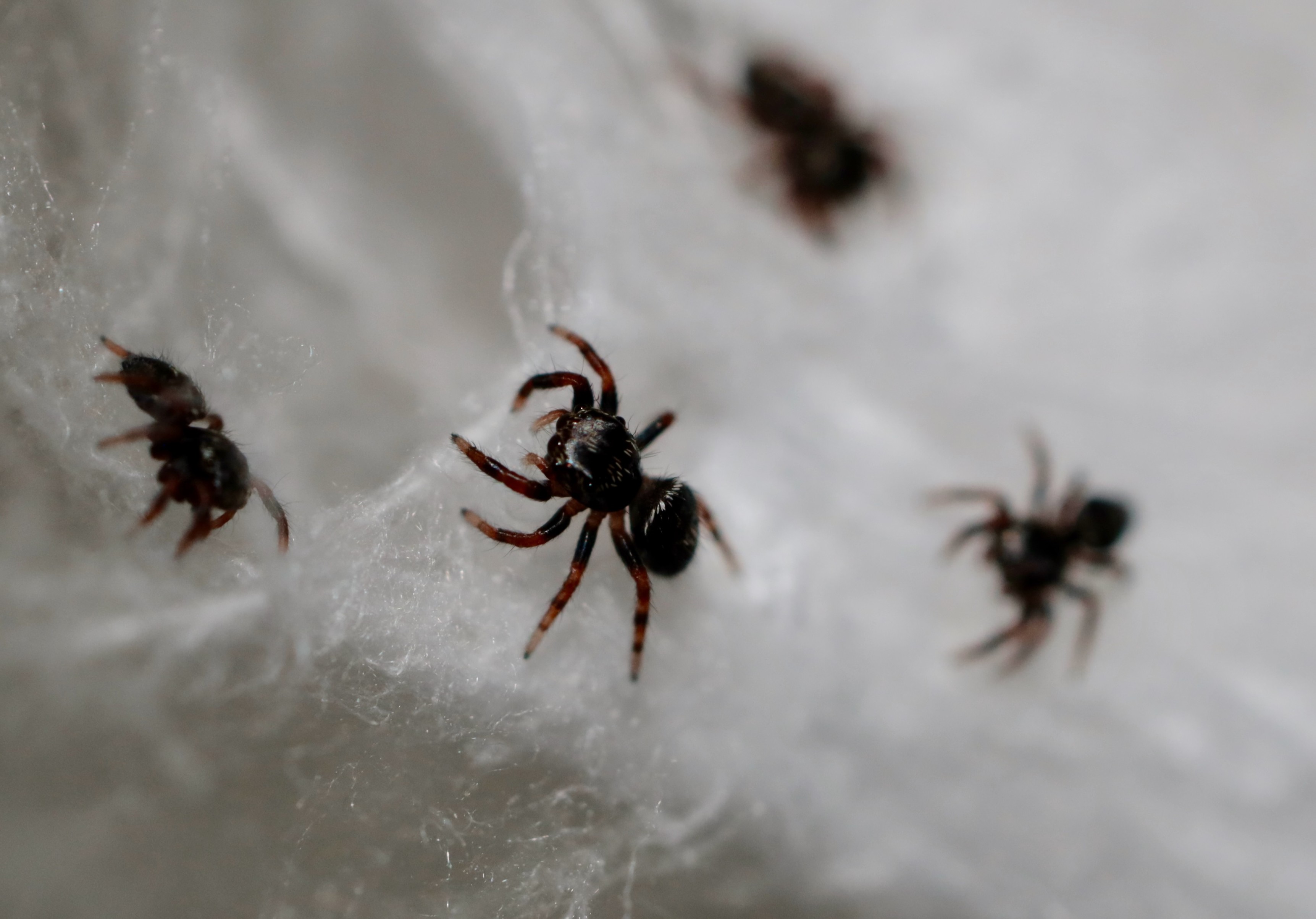 bold jumper spiderlings