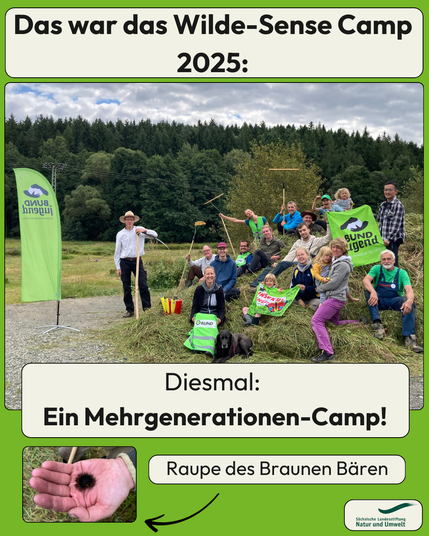 Eine Gruppe von etwa 15 Menschen verschiedenen Alters sitzt und steht lachend auf einer frisch gemähten Wiese, teilweise mit Heugabeln und Rechen in der Hand. Im Hintergrund Wald und Wolkenhimmel. Links weht eine grüne Fahne mit dem Logo der BUNDjugend. Text im Bild: „Das war das Wilde-Sense Camp 2025: Diesmal: Ein Mehrgenerationen-Camp!“ Unten ist ein Foto einer behaarten Raupe auf einer Hand, beschriftet mit „Raupe des Braunen Bären“.