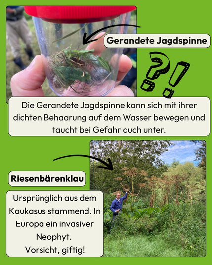 Links oben: Hand hält eine Becherlupe mit einer großen, braungrünen Spinne. Text: „Gerandete Jagdspinne – Die Gerandete Jagdspinne kann sich mit ihrer dichten Behaarung auf dem Wasser bewegen und taucht bei Gefahr auch unter.“
Rechts unten: Person steht neben riesigen Pflanzen und hebt den Hut, um die Größe zu zeigen. Text: „Riesenbärenklau – Ursprünglich aus dem Kaukasus stammend. In Europa ein invasiver Neophyt. Vorsicht, giftig!“