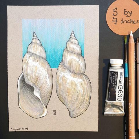 A colour drawing of a sea shell, showing both sides of the shell with a blue background.
An original art work
Colour pencil and mixed media on acid free toned artist paper
5 by 7 inches (12.7 by 17.8 cm). This is a standard photo size in the UK and USA and should be easy to DIY frame.
Sold unframed