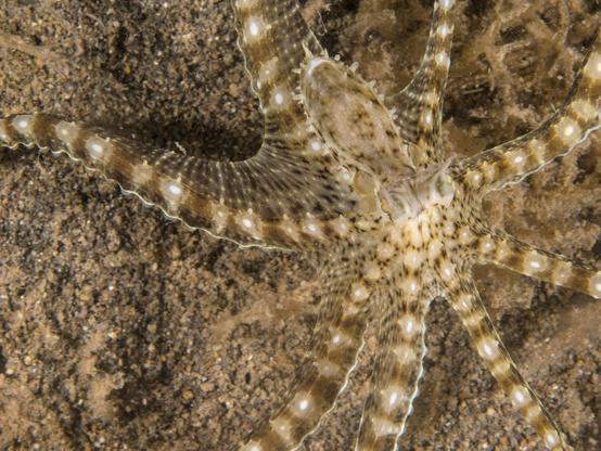 View of an octopus from above. "Webbing" is clearly visible between the arms on the top left. The body extends from the center left to the top center of the frame. Dominant colour scheme is still brown stripes, but white dots are visible within the contrasting lighter stripes. Only the parts of the arms closest to the head/body are visible.