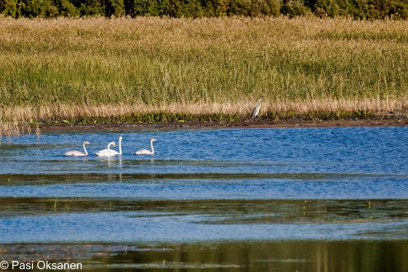 Harmaahaikara  (Ardea cinerea) ruovikon edustalla laulujoutsen  (Cygnus cygnus) perhe etualalla.