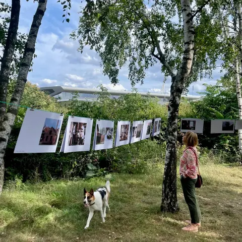 Bildergalerie zwischen Birken mit Hund