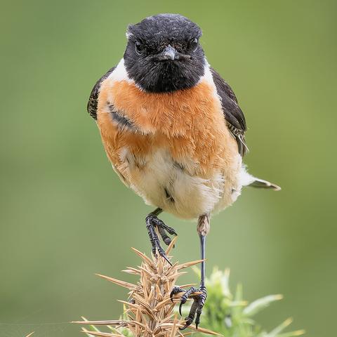 stonechat is poising on thorns