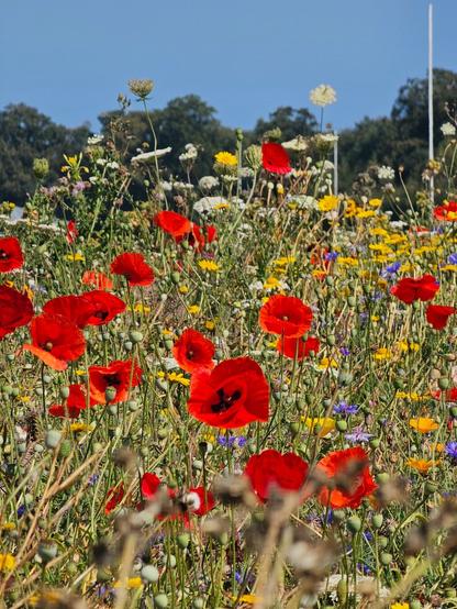 A close-up shot of a vibrant field of wildflowers on a sunny day. The foreground is filled with brilliant red poppies, scattered amongst a variety of other flowers in shades of yellow, blue, and white. The background is slightly blurred, showing green trees and a clear blue sky.