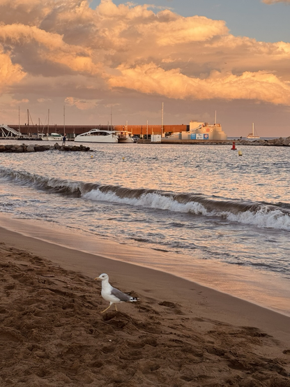 A sea gull walks on the Platja de Somorrostro in Barcelona as orange-pink sunset skies reflect on the water