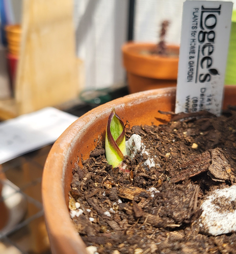 New growth of a Sansevieria masoniana, variegated. So tiny and cute!