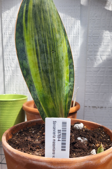 Sansevieria masoniana variegated, a young plant.