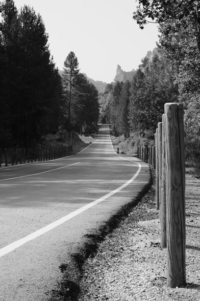 View of an empty road flanked by trees.
