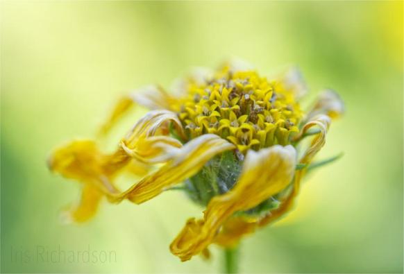 Whilted jerusalem artichoke flower macro