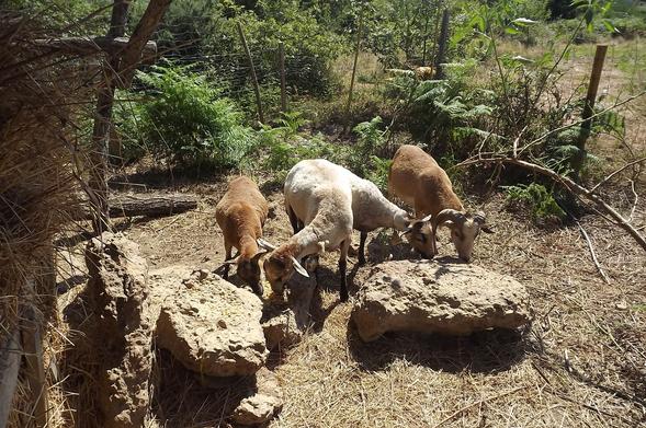 Brebis et bélier de race Djallonké (Cameroun) en train de manger des grains de maïs posés sur des pierres.