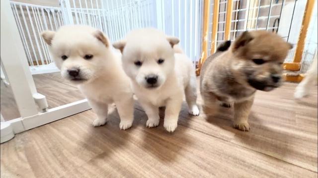 【柴犬 子犬】解き放ったら個性を現しはじめた子犬