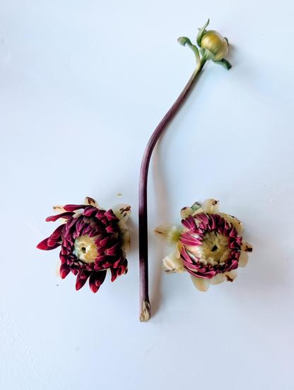 a face from two small partially opening flower buds  (eyes) and between them a long stem with a closed bud reaching up (nose)