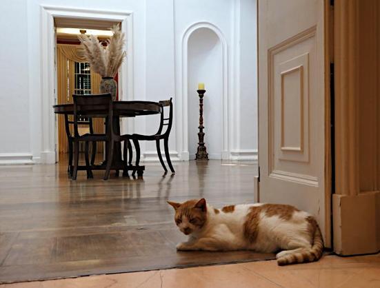 Foto van kat in deuropening van fraaie zaal met mooie tafel en stoelen