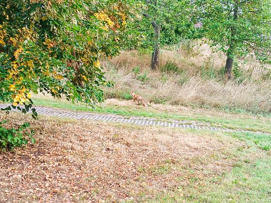 Fuchs auf der Wiese