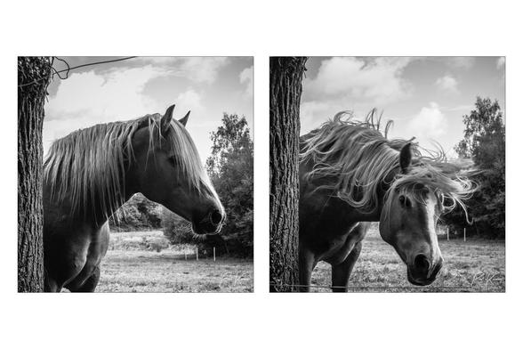 Diptyque sur fond blanc de deux photos monochromes en format carré, présentant la tête d'un cheval qui vient de terminer de se gratter l'encolure sur le tronc d'un arbre à sa droite. Les deux photos sont pratiquement les mêmes à part que sur la première, le cheval est vu de profil, statique, alors que sur la seconde, il regarde vers le photographe et surtout secoue énergiquement sa crinière.
Il m'a fait penser à un amateur d'heavy metal secouant ses longs cheveux