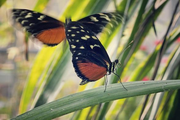 A close-up shot of two butterflies with vibrant orange, black, and yellow markings. One butterfly is perched on a long, green leaf in the foreground. The second butterfly is in motion, blurred and flying just behind the first one, with its wings spread wide. The background is a soft, out-of-focus blur of lush green and yellow foliage, creating a dynamic and serene natural scene.