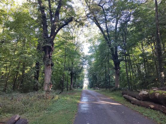 Ein asphaltierter Weg führt durch einen Wald. Links und rechts stehen große, hohe Bäume mit dichtem grünen Laub. Zwei dicke, alte Bäume mit weit ausladenden Ästen ragen von beiden Seiten in den Weg hinein und bilden oben eine Art Torbogen aus ihren Kronen. Am rechten Wegrand liegen gefällte Baumstämme.