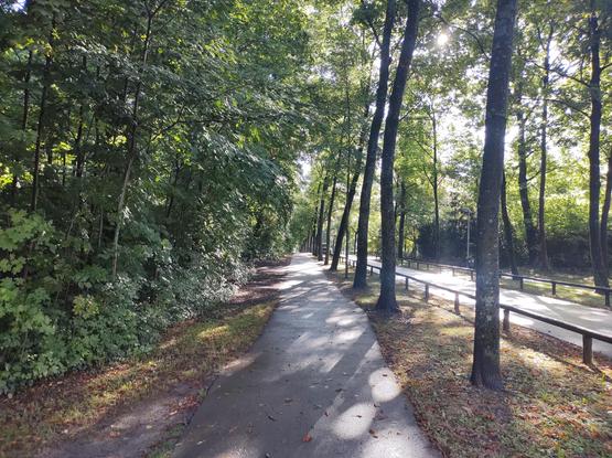 Ein asphaltierter Weg verläuft gerade durch einen Wald. Links ist dichter Bewuchs mit vielen grünen Sträuchern und Bäumen. Rechts stehen Bäume in einer Reihe, daneben verläuft eine Straße mit Leitplanken aus Holzstämmen. Sonnenlicht fällt durch die Baumkronen und wirft lange Schatten auf den Weg.