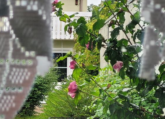 Blick durchs Küchenfenster auf Hibiscusblüten und Büsche im Nachbargarten. Man sieht ein Stück Fenster und Balkon vom anderen Haus.