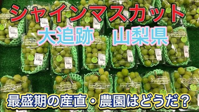 シャインマスカット 大追跡 山梨県 8月28日（木） 最盛期の直売所や農園を巡る！ 各店の特徴を紹介します　格安のフルーツ、ぶどう、桃、梨、魚も⁉︎