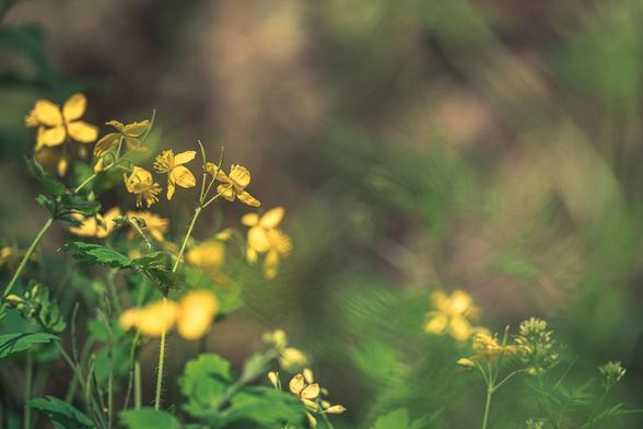 Photo of yellow greater celandine flowers on forest ground