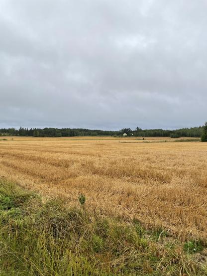 Loppukesäinen pelto.