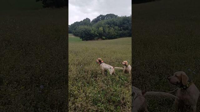 Setter Inglese Olympia ed Ira su quaglia...abbiamo migliorato !