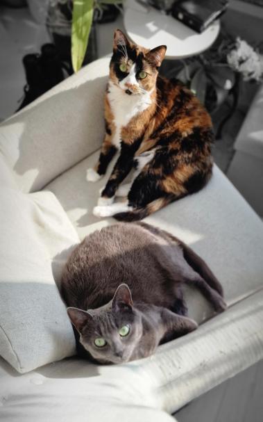 [https://memories.brush-and-tale.com/wp-content/uploads/2025/04/Koko.Rose_174242-file.jpeg]

Koko 🐈 and Rosé 🌹

#cats #meow #kitty #kitten #kittens #catlover #catlife #catlove #catlovers #catsoftheworld #catoftheday #cutecats #cats_of_world #fluffycat #furryfriends #ilovecats #catscorner #catpics #catphoto #catsofmasto #catsofmastodon #purrfect #KokoAndRose…