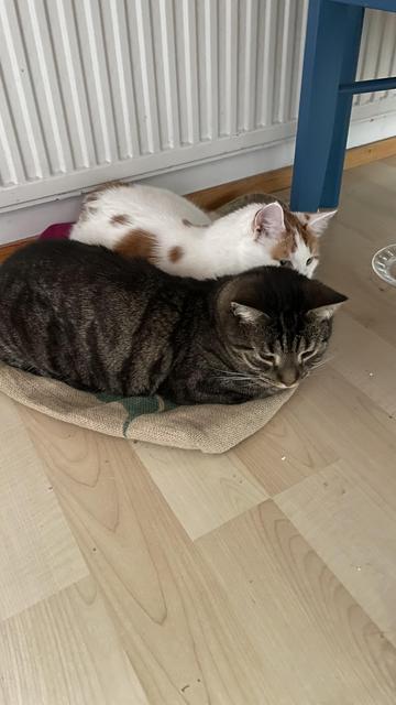 Kaksi kissaa, musta-ruskearaitainen ja valko-punaruskea, makaavat yhdessä lattialla kassin päällä.