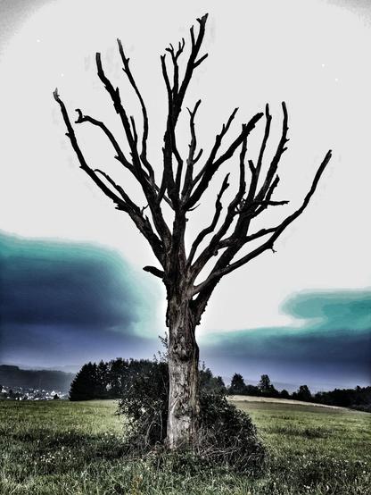 Skelletierter Baum auf Wiese