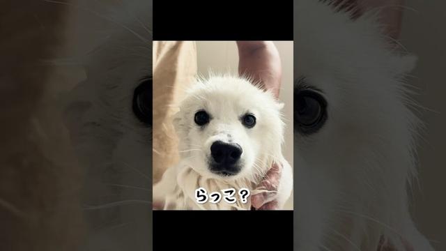 ごりごりのシャンプーをされた犬がラッコになってしまった　#日本スピッツ　#shorts #アザラシ