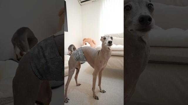 イタグレ規格のマナーベルトが最高すぎるんだけどwww#shorts