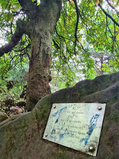 A barely readable plaque on a large stone in front of a large tree.