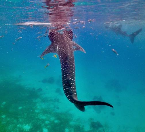 whale shark