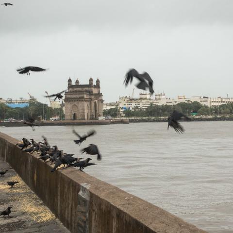 Crows eating grain left on the pavement by the embankment near Gateway of India.