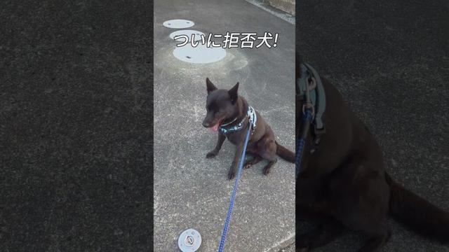 【甲斐犬】行きたい方へ行けず不服そうな顔