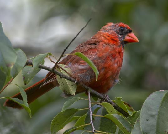 A bright red bird with a battered-looking head and lots of gray-black pinfeathers coming in on his face is sitting on a branch with some green leaves on it. There is a bit of blurred-out sky and another blurred-out green branch behind him. This is a molting male Northern Cardinal, and he does not look happy.  Northshore New Orleans area. Aug 30, 2025. Photo by Peachfront.