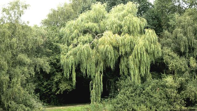 Ein Foto voller Bäume. In der Mitte steht eine Trauerweide mit ihren hängenden Blättern bis auf den Boden.
A photo full of trees. In the centre is a weeping willow with its leaves hanging down to the ground.