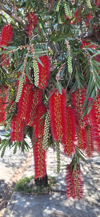 A foto mostra uma árvore com flores vibrantes e longas, penduradas em cachos. As flores são de um vermelho intenso, com uma textura felpuda e densa, lembrando penas. Elas estão dispostas em longos cachos, pendurados das ramas da árvore. Entre as flores vermelhas, há também cachos de botões verdes, indicando que algumas flores estão em diferentes estágios de desenvolvimento. As folhas da árvore são longas e finas, com uma cor verde escura, contrastando com as flores. A árvore está plantada em uma calçada.