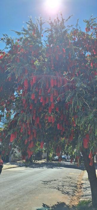 A foto mostra uma árvore com flores vibrantes e longas, penduradas em cachos. As flores são de um vermelho intenso, com uma textura felpuda e densa, lembrando penas. Elas estão dispostas em longos cachos, pendurados das ramas da árvore. Entre as flores vermelhas, há também cachos de botões verdes, indicando que algumas flores estão em diferentes estágios de desenvolvimento. As folhas da árvore são longas e finas, com uma cor verde escura, contrastando com as flores. A árvore está plantada em uma calçada.