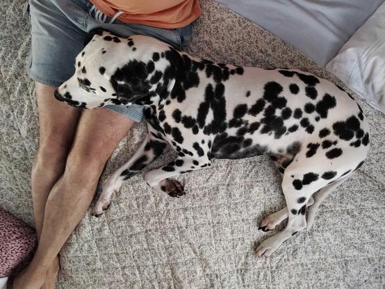 Dalmatiner Willi hat es sich auf dem Schoß vom Scheff gemütlich gemacht.