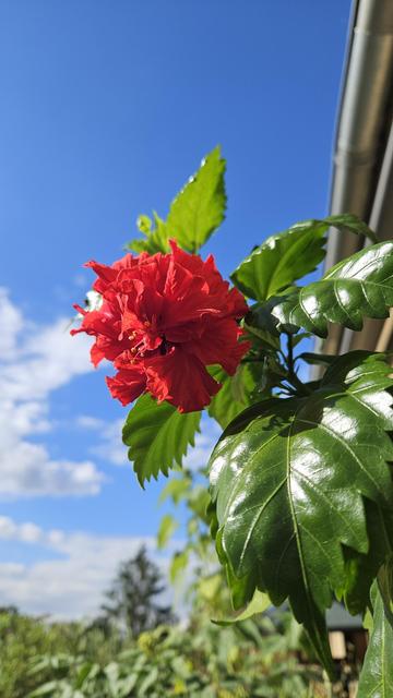 A blindingly red hibiscus blossom made up of many intricate curled red petals is in the center of the photo. The leaves to its right are a dark green with a smooth and almost waxen surface that reflects the sunshine in many places. Behind the plant is a bright blue sky with some shiny white clouds.