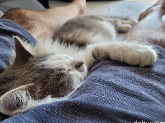 A gray and white cat sleeps between human legs.