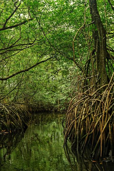 A photo of a mangrove. In the middle there’s a river surrounded by lush green mangrove.