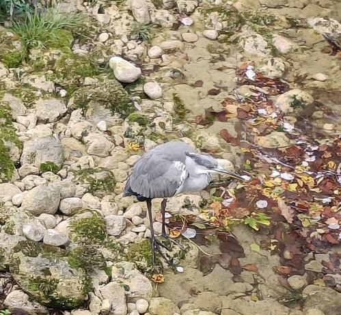4 photos numériques couleur de différents formats, avec une vue rapprochée d'un héron dans le lit caillouteux d'une rivière, les ailes et le cou repliés, la tête tournée à droite.