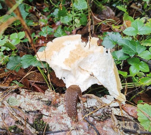 Vue rapprochée d'une limace marron en train de manger un champignon de couleur claire. Au sol, du lierre, des fraisiers, des feuilles mortes et un rocher.