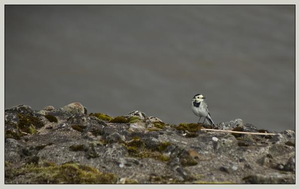 Ein kleiner Vogel steht auf einer mit Moos bewachsenen Felsfläche vor einem verschwommenen Wasserhintergrund. Der Vogel hat auffällige schwarz-weiße Flecken und schaut neugierig in Richtung des Betrachters.

A small bird stands on a moss-covered rock surface in front of a blurred water background. The bird has striking black and white markings and looks curiously toward the viewer.